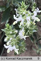 Stachys annua (czyściec roczny)