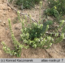 Stachys annua (czyściec roczny)