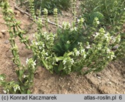 Stachys annua (czyściec roczny)