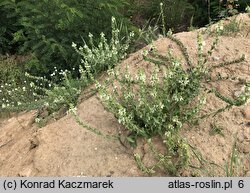 Stachys annua (czyściec roczny)