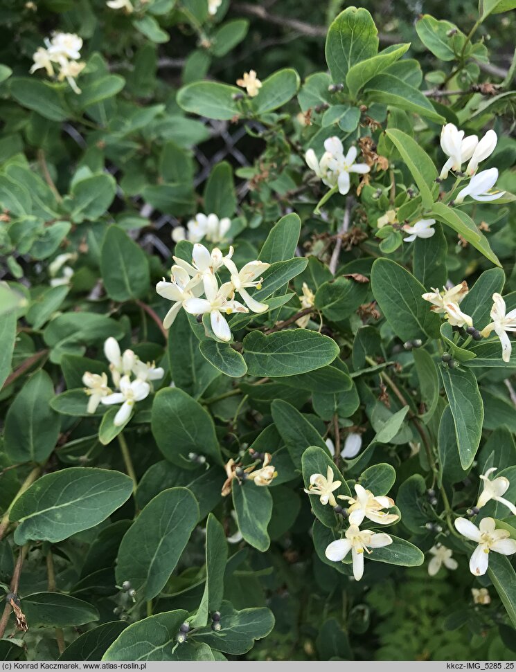 Lonicera tatarica (wiciokrzew tatarski)