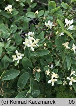 Lonicera tatarica (wiciokrzew tatarski)