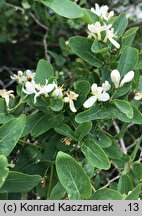 Lonicera tatarica (wiciokrzew tatarski)