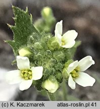 Draba magellanica