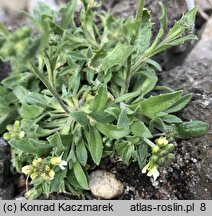 Draba magellanica