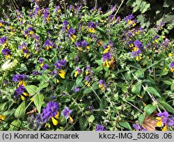 Melampyrum nemorosum (pszeniec gajowy)