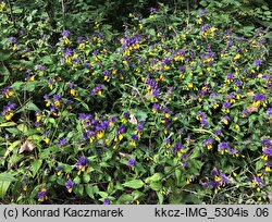 Melampyrum nemorosum (pszeniec gajowy)