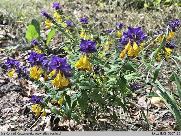 Melampyrum nemorosum (pszeniec gajowy)