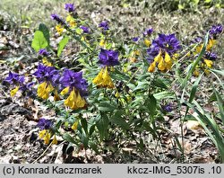 Melampyrum nemorosum (pszeniec gajowy)