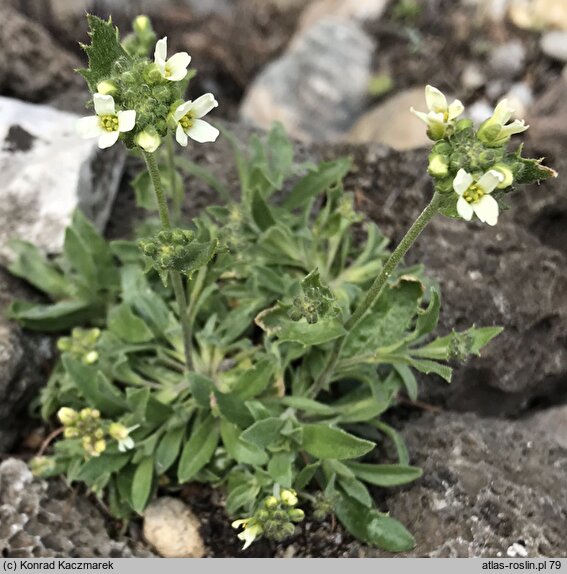 Draba magellanica