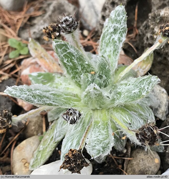 Plantago nivalis (babka śnieżna)