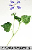Viola ×dubia