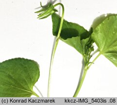 Viola ×dubia