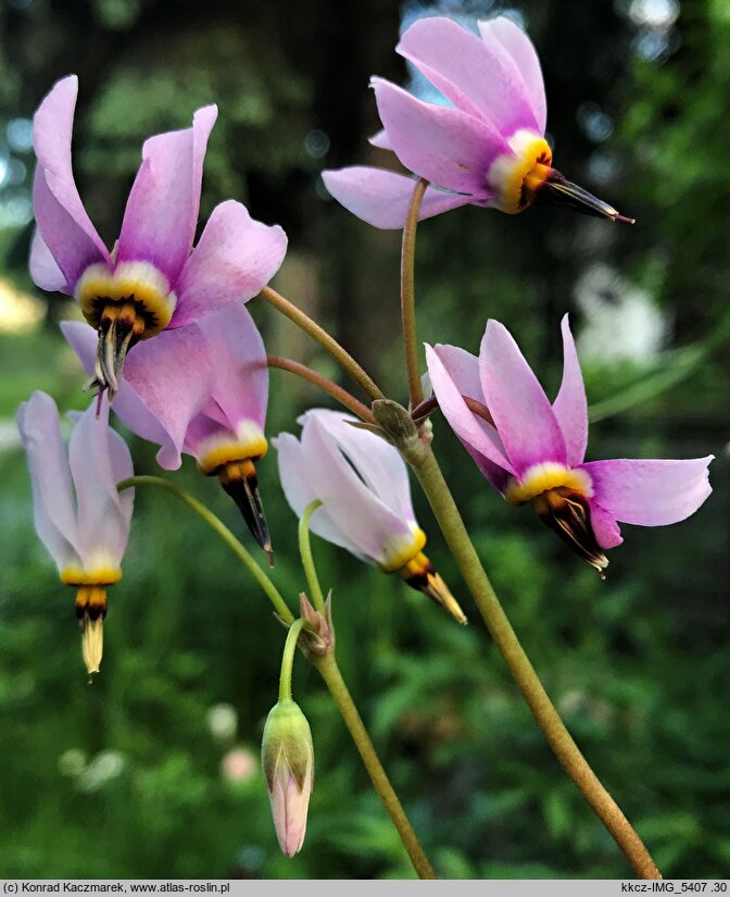 Primula conjugens