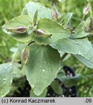 Erythranthe naiandina