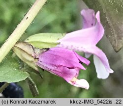 Erythranthe naiandina