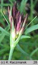 Dianthus pontederae