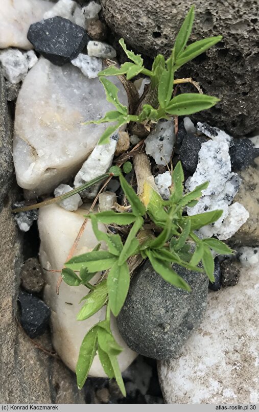 Trifolium alpinum (koniczyna alpejska)