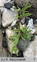 Trifolium alpinum (koniczyna alpejska)