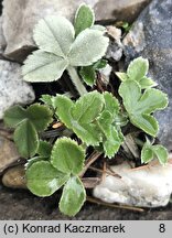 Potentilla speciosa