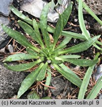 Lewisia nevadensis (lewizja newadeńska)