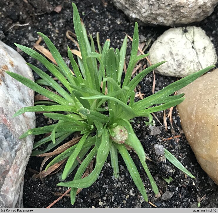 Armeria maritima ssp. sibirica