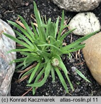 Armeria maritima ssp. sibirica