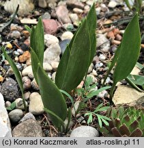 Fritillaria acmopetala (szachownica ostropłatkowa)