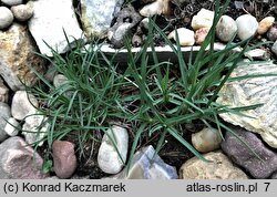 Dianthus elbrusensis