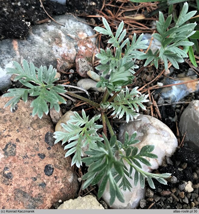 Potentilla morefieldii