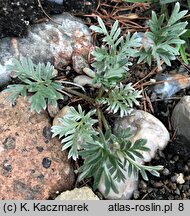 Potentilla morefieldii