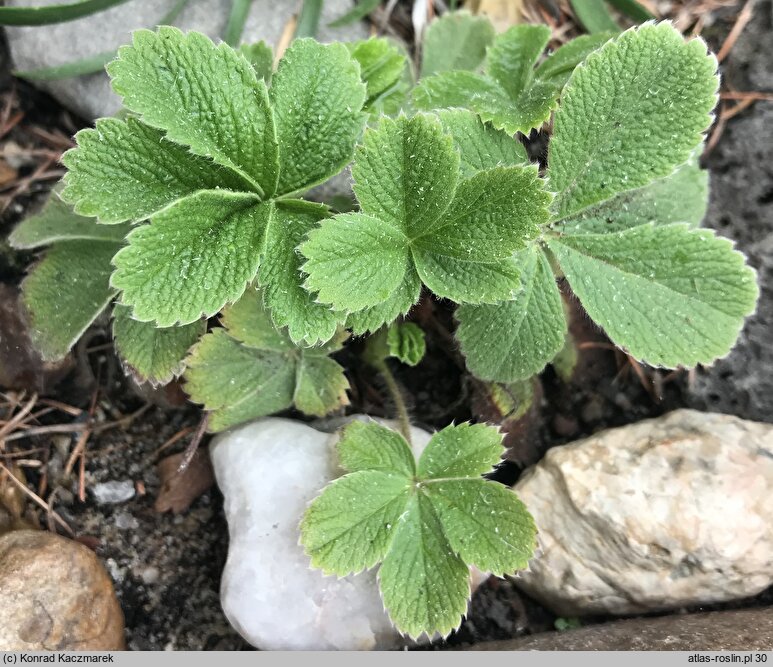 Potentilla brachypetala