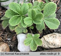 Potentilla brachypetala