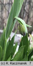 Fritillaria uva-vulpis