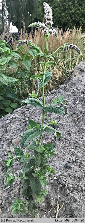 Mentha ×villosa (mięta kosmata)