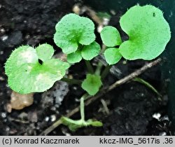 Cardamine flexuosa (rzeżucha leśna)