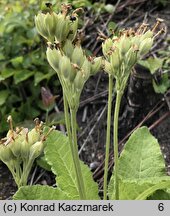 Primula veris (pierwiosnek lekarski)