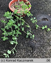 Chenopodium vulvaria (komosa mierzliwa)