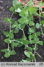 Chenopodium vulvaria (komosa mierzliwa)