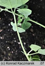 Chenopodium vulvaria (komosa mierzliwa)