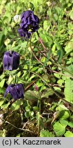 Aquilegia vulgaris (orlik pospolity)