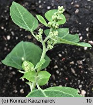 Chenopodium vulvaria (komosa mierzliwa)