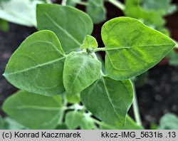 Chenopodium vulvaria (komosa mierzliwa)