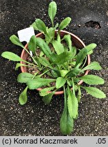 Scabiosa atropurpurea (driakiew purpurowa)