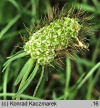 Scabiosa atropurpurea (driakiew purpurowa)