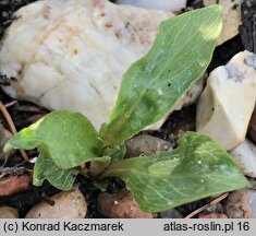 Primula hendersonii (bożykwiat Hendersona)