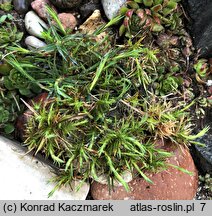 Dianthus integer ssp. minutiflorus