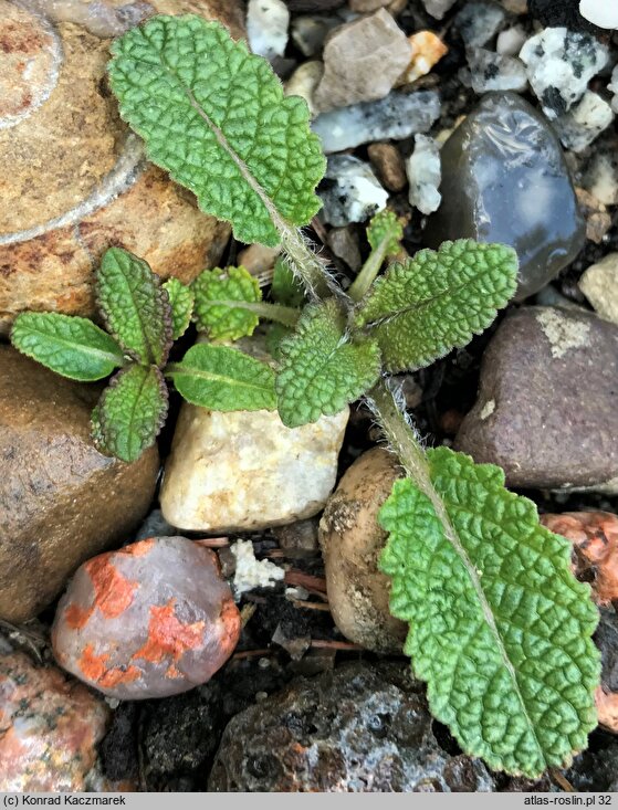 Salvia nutans (szałwia zwieszona)