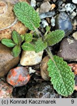 Salvia nutans (szałwia zwieszona)