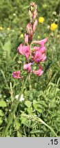 Onobrychis viciifolia (sparceta siewna)